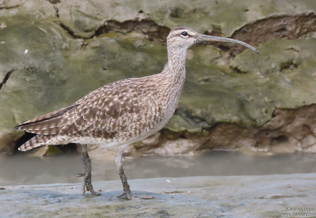 Hudsonian Whimbreladult