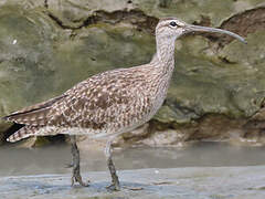 Hudsonian Whimbrel