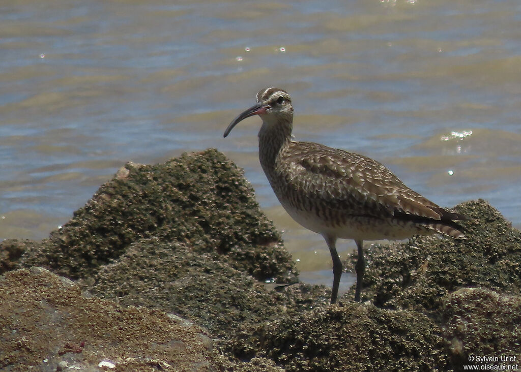 Hudsonian Whimbreladult