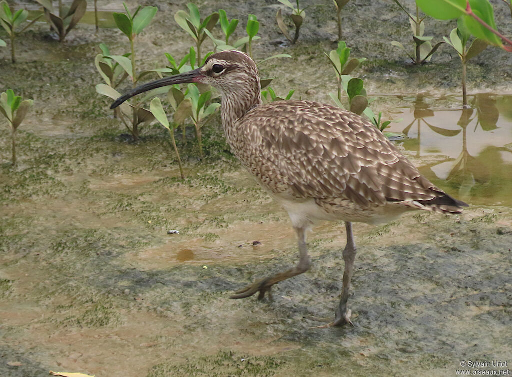 Hudsonian Whimbreladult