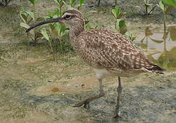 Hudsonian Whimbrel