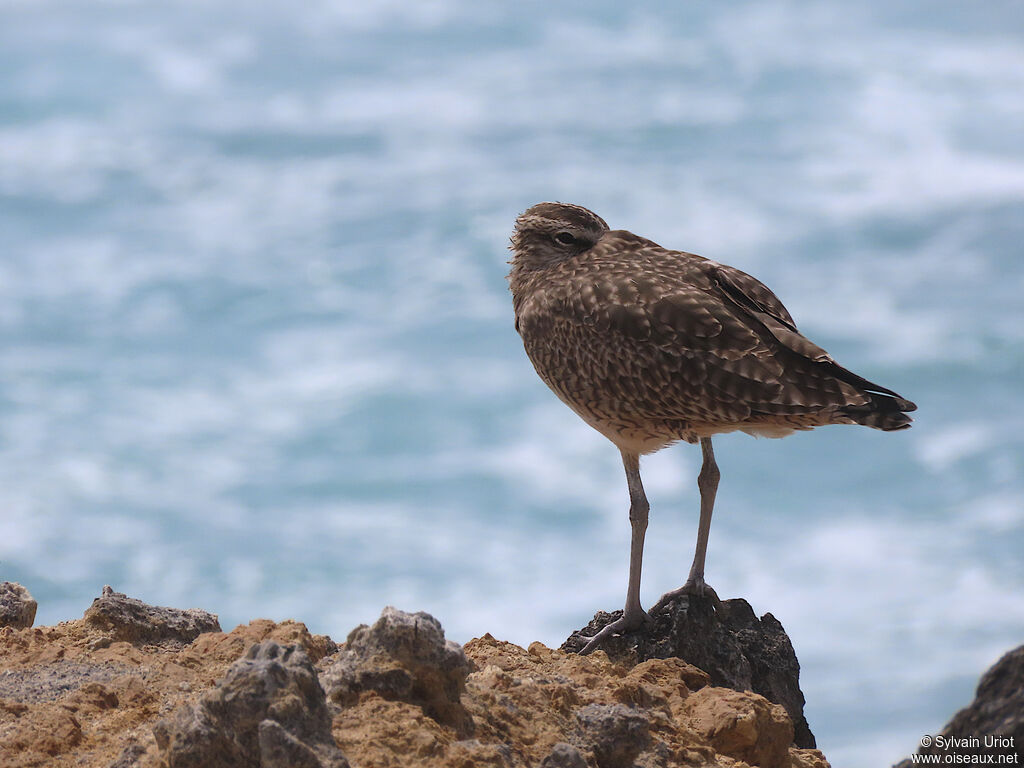 Hudsonian Whimbreladult