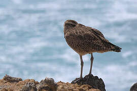 Hudsonian Whimbrel