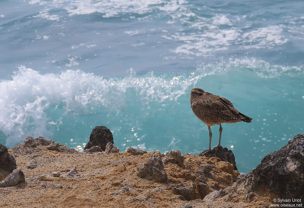 Hudsonian Whimbreladult