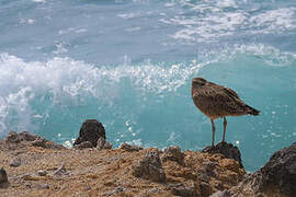 Hudsonian Whimbrel