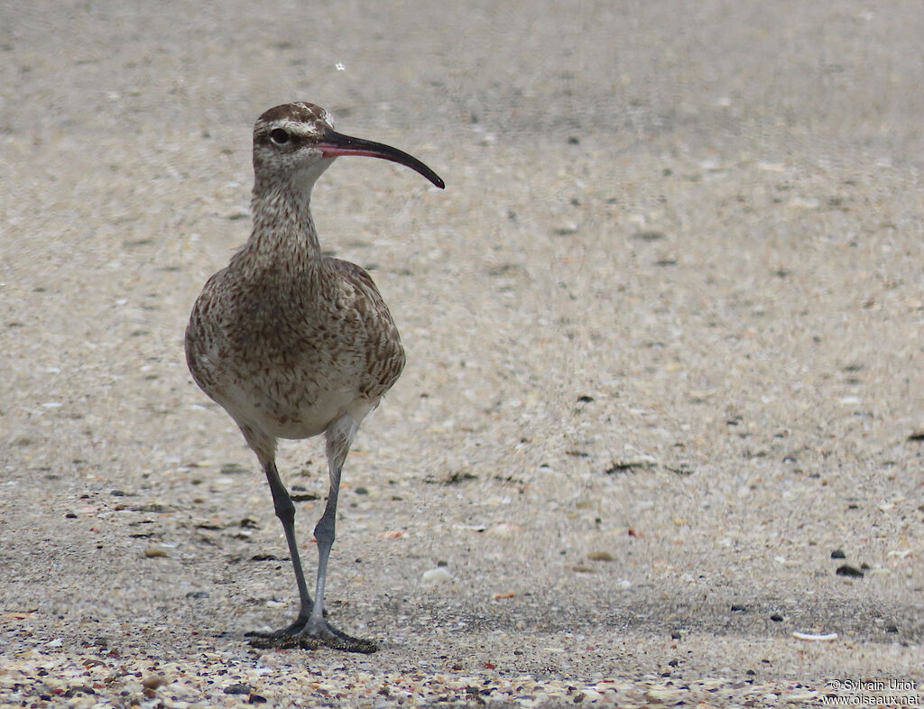 Hudsonian Whimbreladult