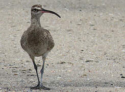 Hudsonian Whimbrel