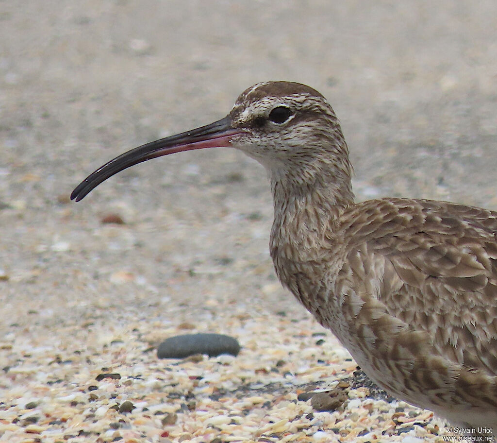 Hudsonian Whimbreladult