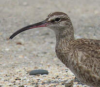 Hudsonian Whimbrel