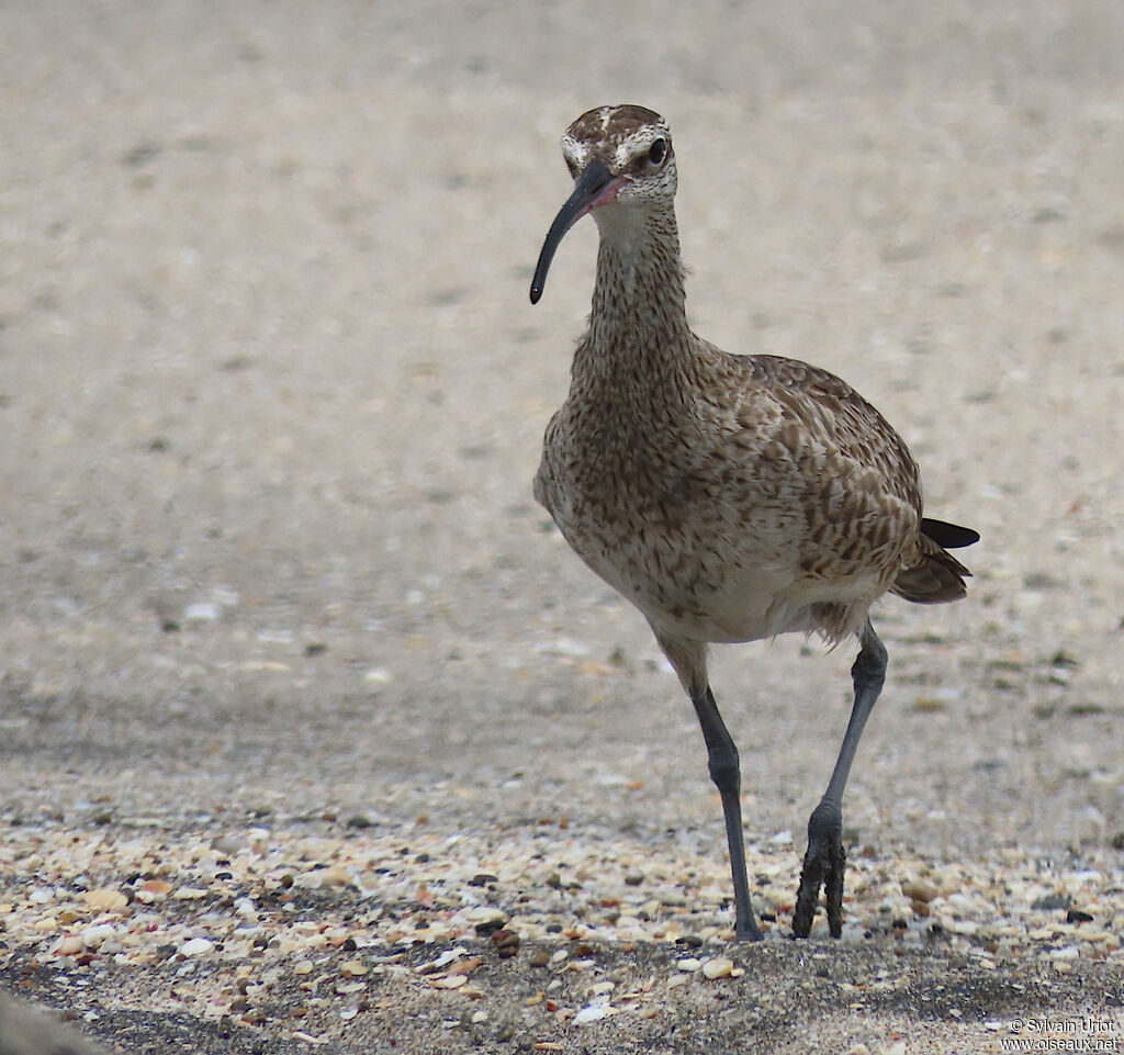 Hudsonian Whimbreladult