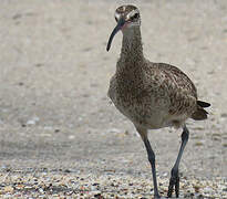 Hudsonian Whimbrel