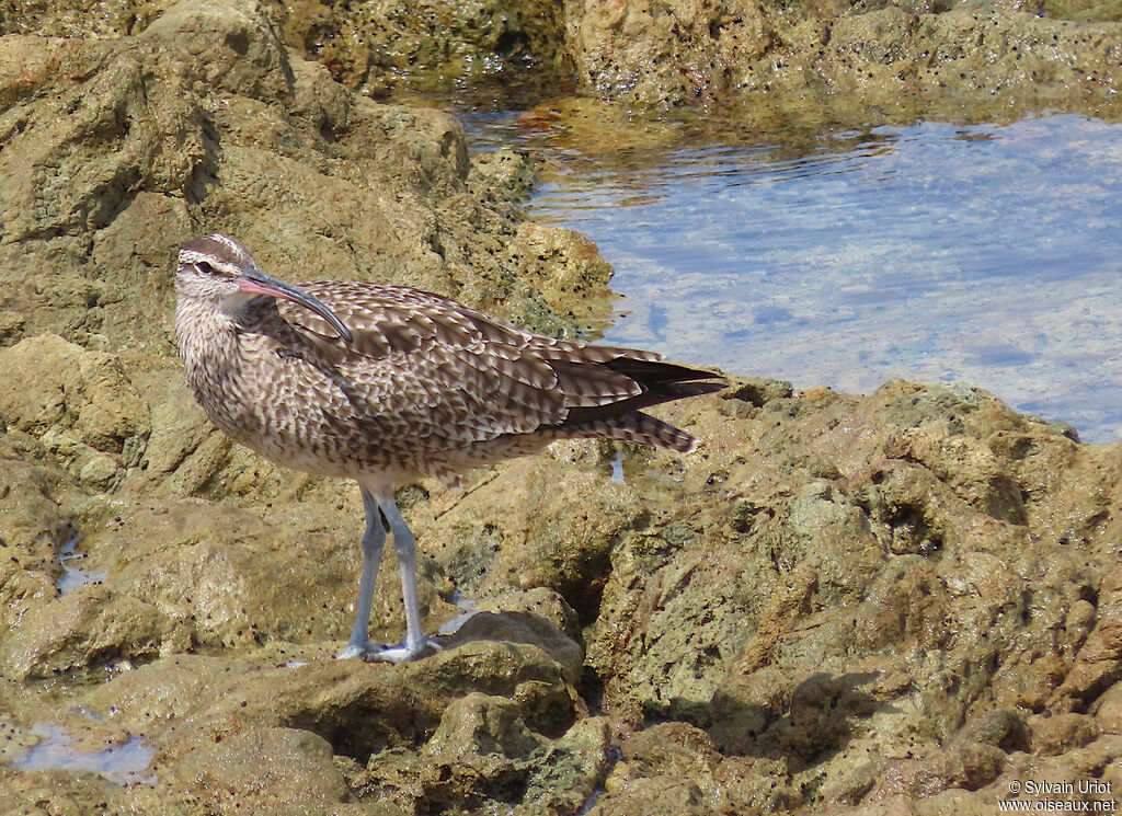 Hudsonian Whimbreladult