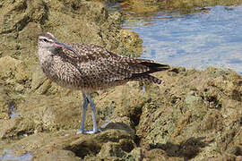 Hudsonian Whimbrel