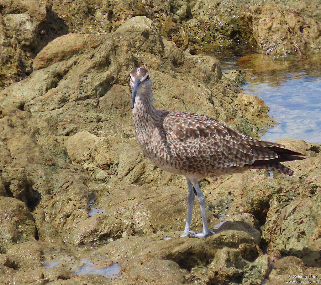 Hudsonian Whimbreladult