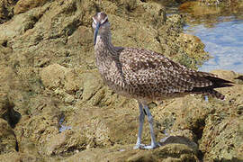 Hudsonian Whimbrel