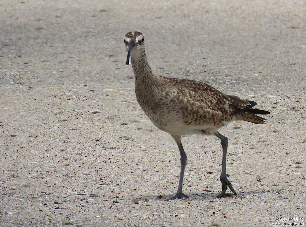 Hudsonian Whimbreladult