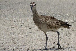 Hudsonian Whimbrel