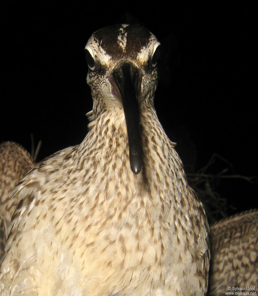 Hudsonian Whimbrel