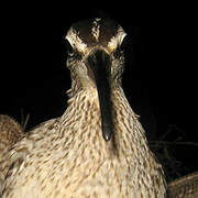 Hudsonian Whimbrel