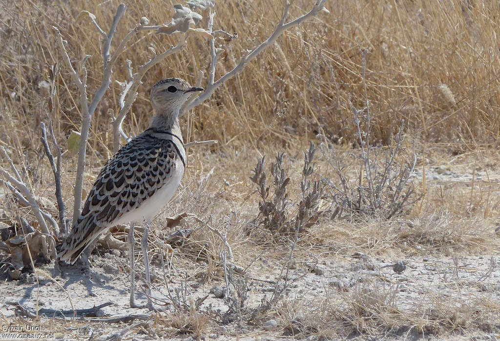 Double-banded Courseradult, identification