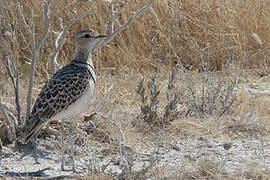 Double-banded Courser