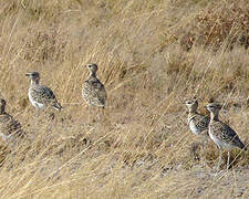 Double-banded Courser