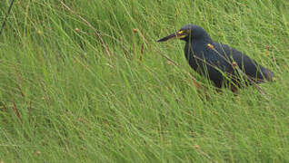 Rufous-bellied Heron