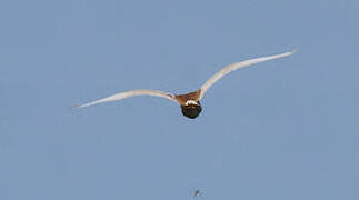 Squacco Heron