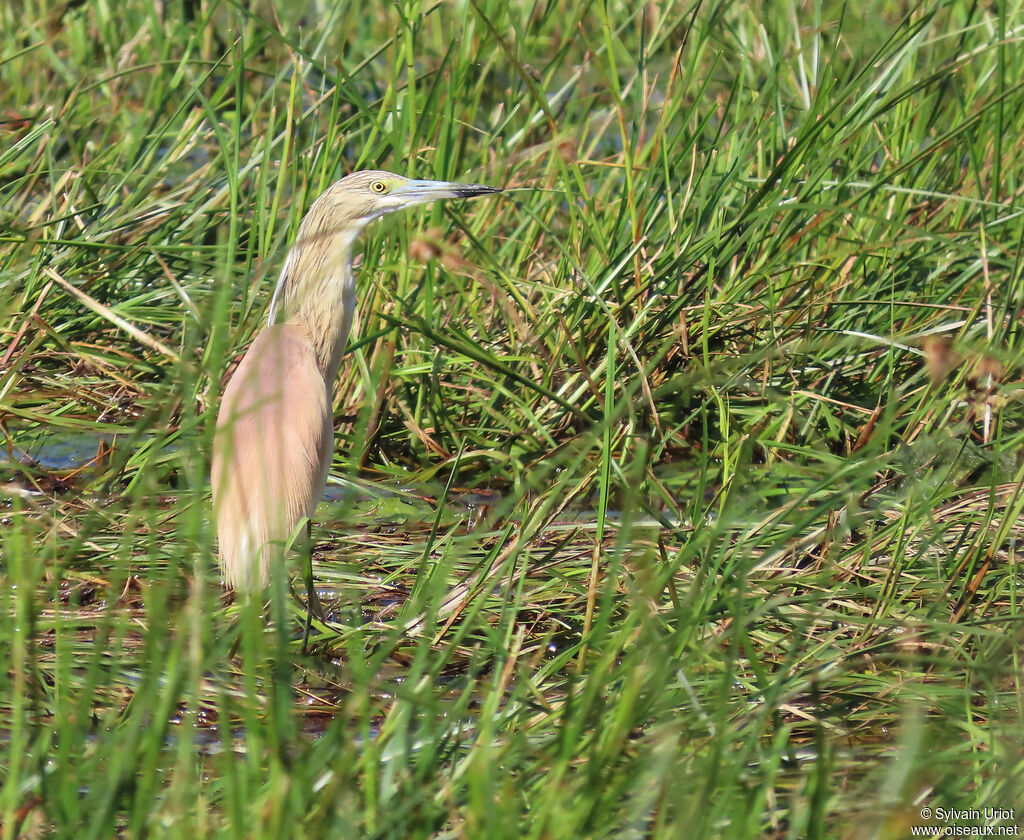 Crabier chevelu