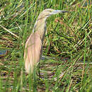 Crabier chevelu