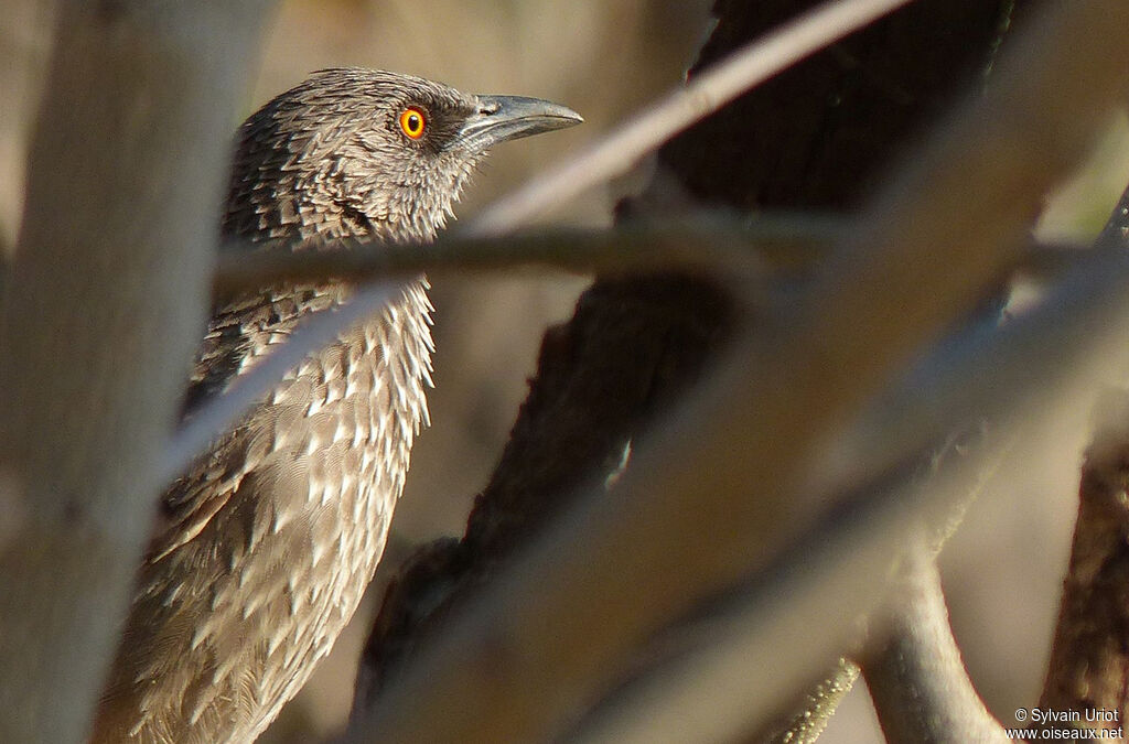 Arrow-marked Babbler