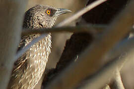 Arrow-marked Babbler