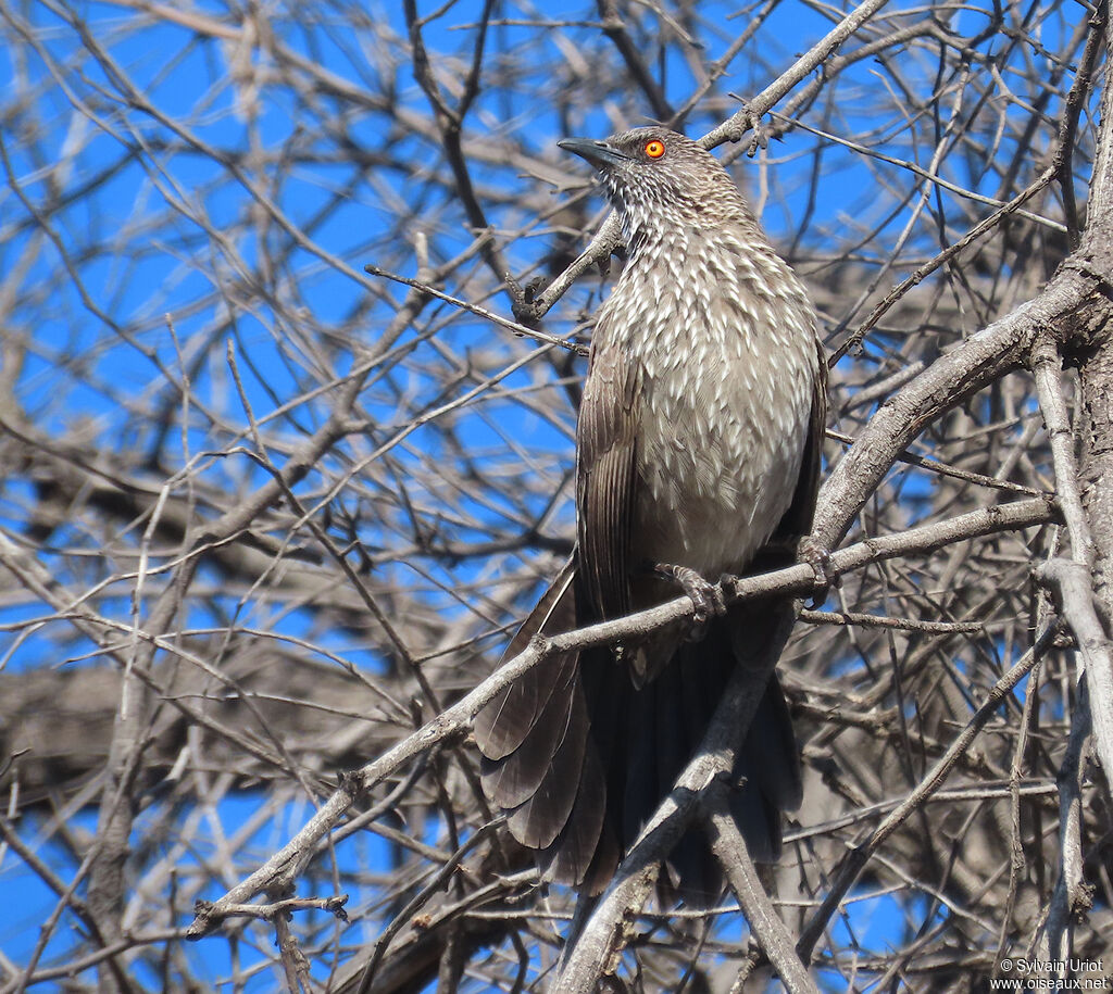 Arrow-marked Babbleradult