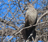 Arrow-marked Babbler