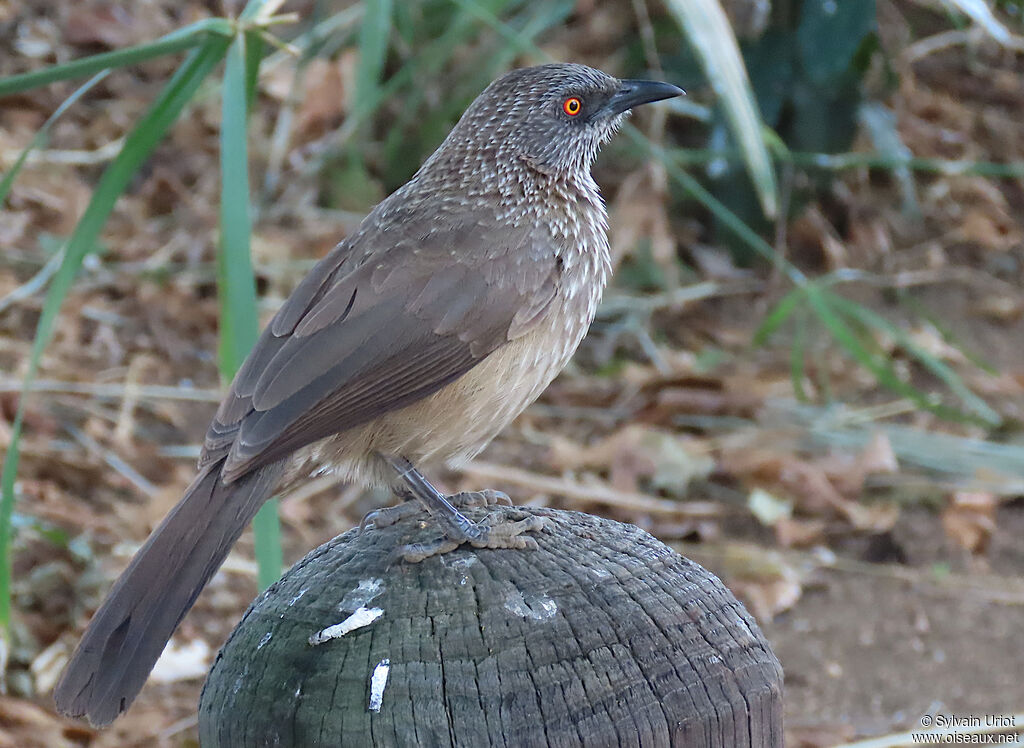 Arrow-marked Babbleradult