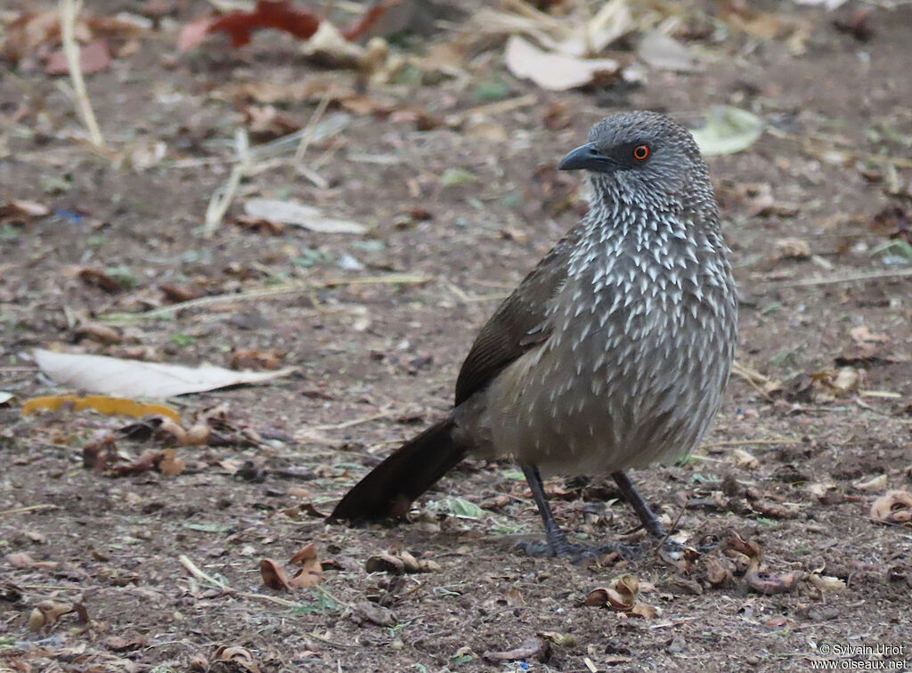 Arrow-marked Babbleradult