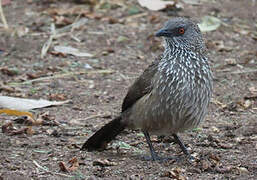 Arrow-marked Babbler