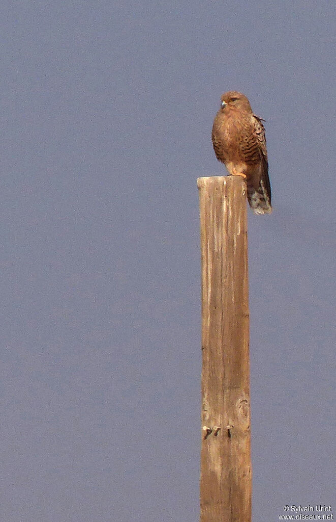 Greater Kestrel