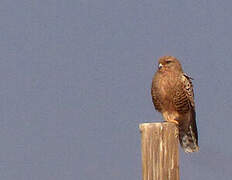 Greater Kestrel