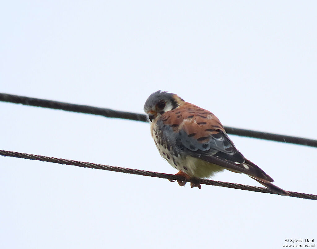 American Kestrel male adult