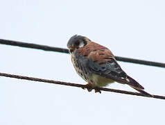 American Kestrel