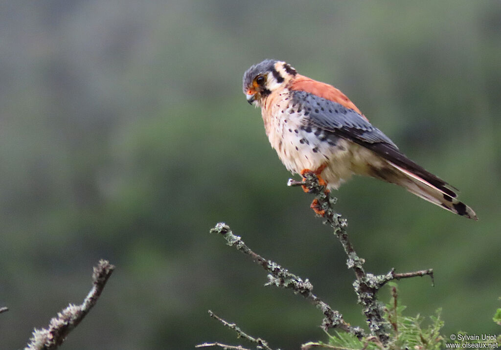 American Kestrel male adult