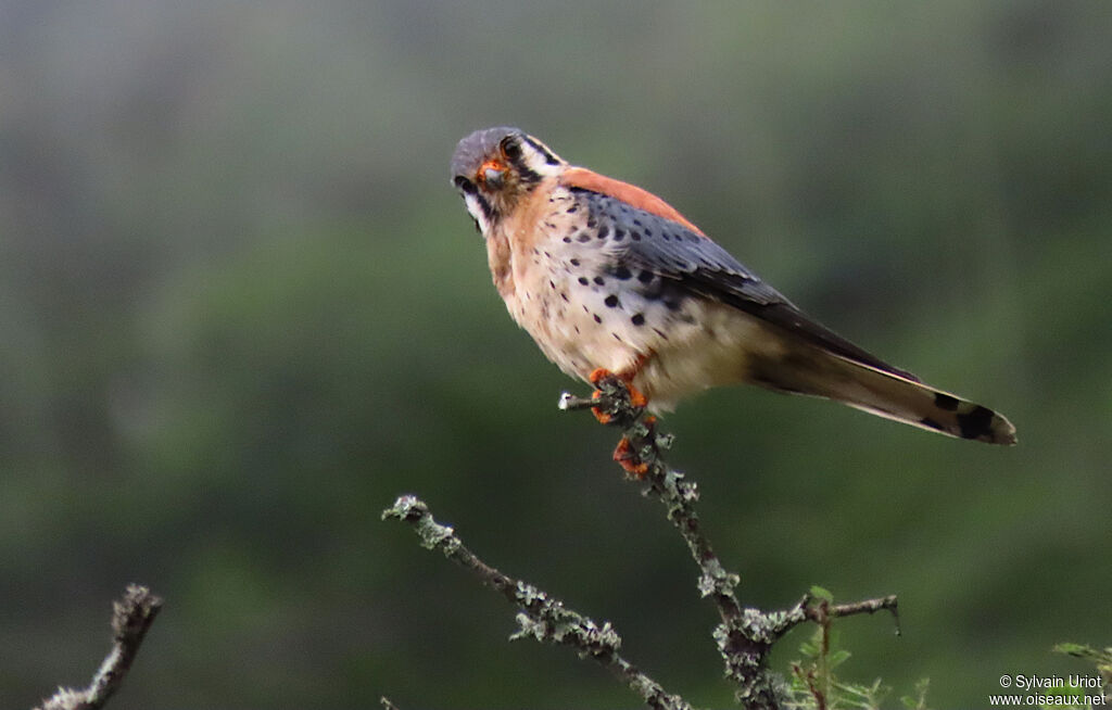 American Kestrel male adult