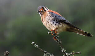 American Kestrel