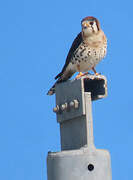 American Kestrel