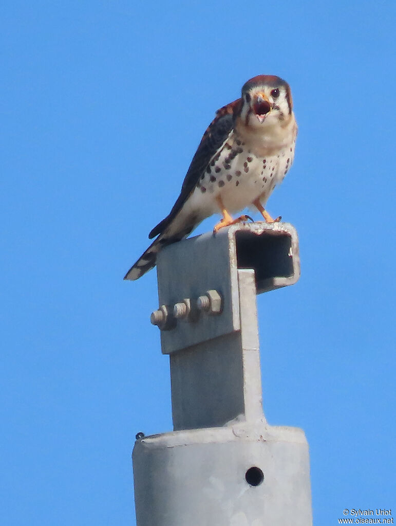 American Kestrel male adult