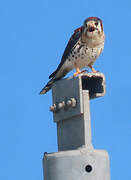 American Kestrel