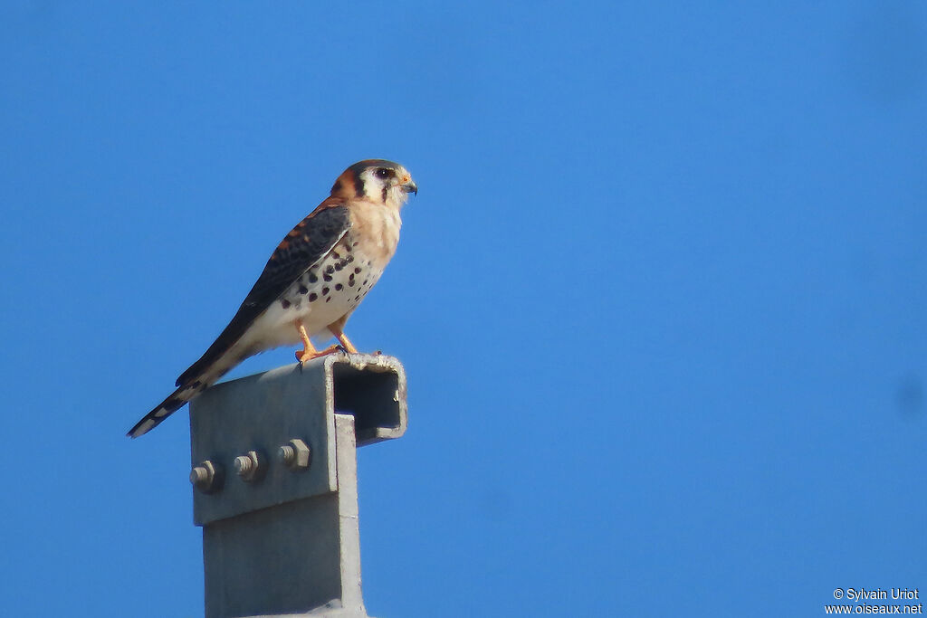 American Kestrel male adult