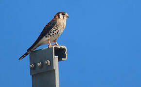 American Kestrel