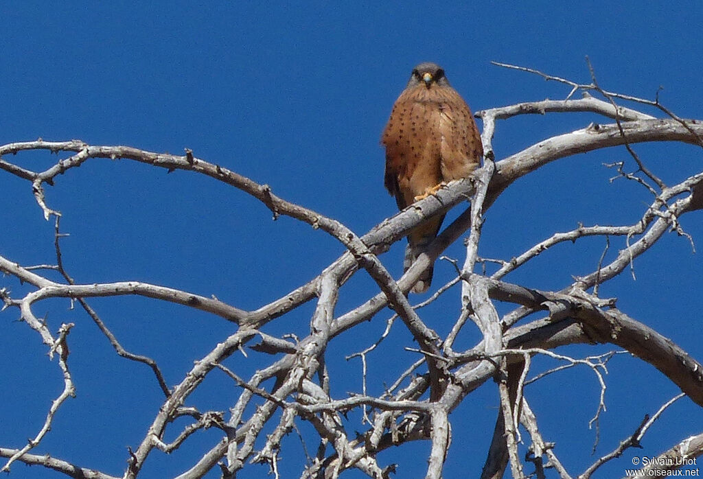 Rock Kestrel male adult